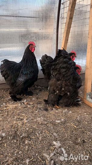 Продаются петухи Кохинхин
