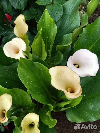 Луковицы садовых калл