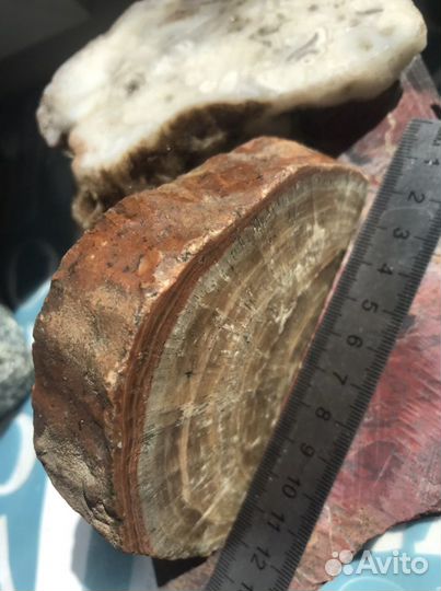 Окаменелое дерево