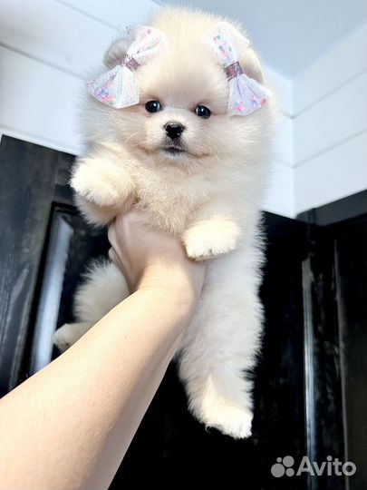 Белый померанский шпиц девочка