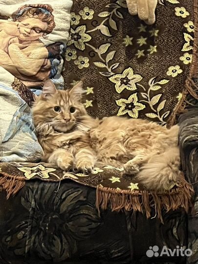 Зооняня. Передержка кошек