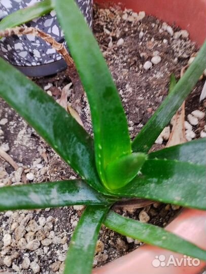 Алоэ вера растение