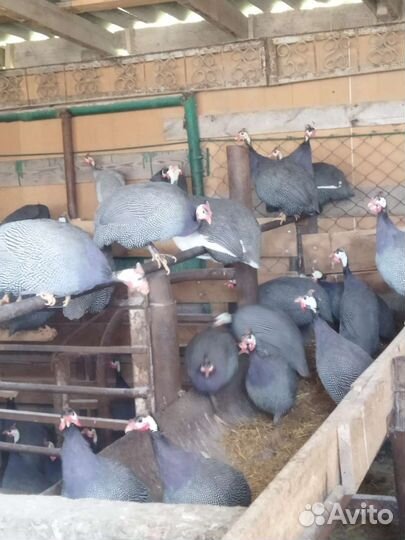 Цесарки-Индюки