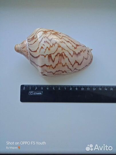 Ракушка морская