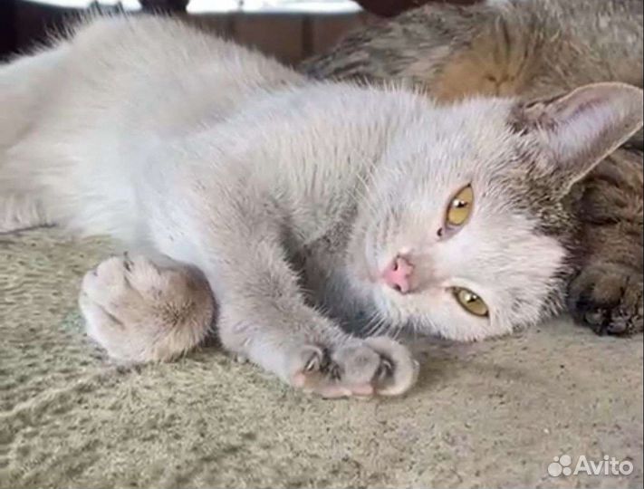 Кошка в дар