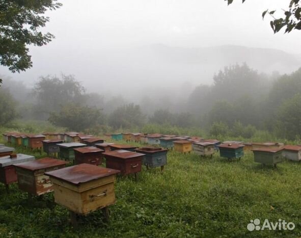 Мёд 24 года из Алтая оптом