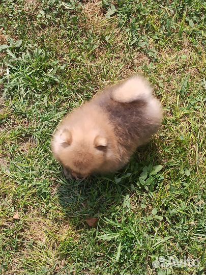 Померанский шпиц медвежьего типа