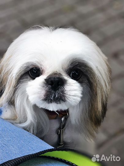 Собака щенок щитцу