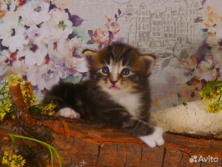Котенок породы норвежская лесная