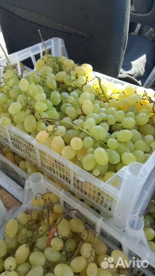 Виноград, Дамский пальчик