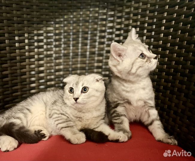 Шотландские котята