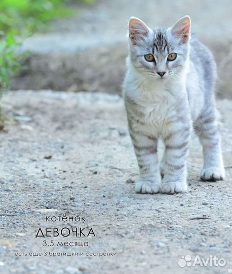 Котёнок