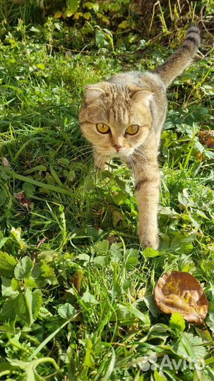 Шотландская вислоухая кошка вязка