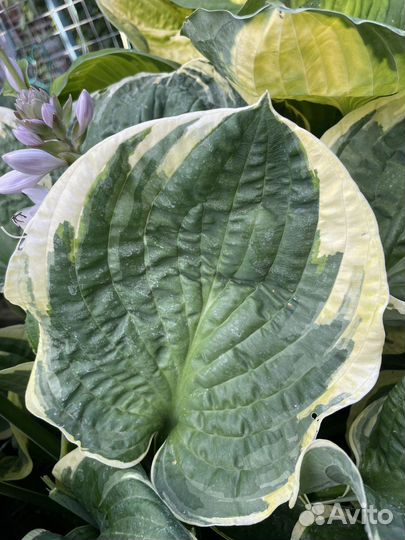 Хоста почтой