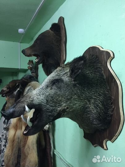 Голова кабана