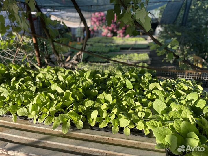 Рассада табака