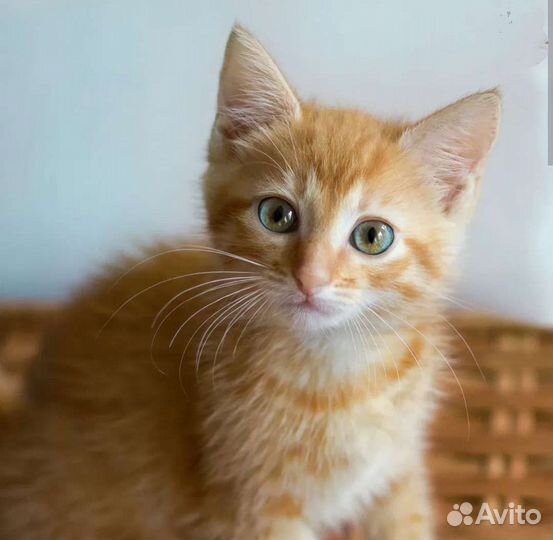 Рыжий котенок