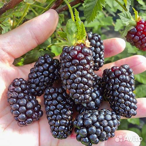 Саженцы ежевики