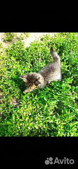 Котята в добрые руки приучены к лотку