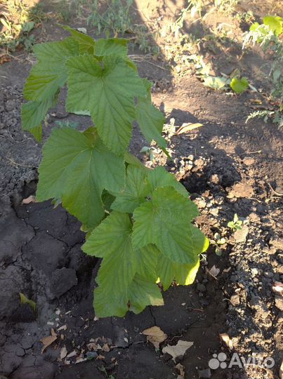 Саженцы черной смородины 150