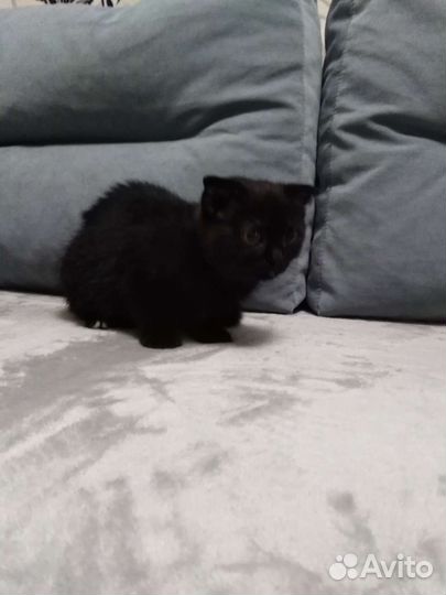 Британская кошка в дар