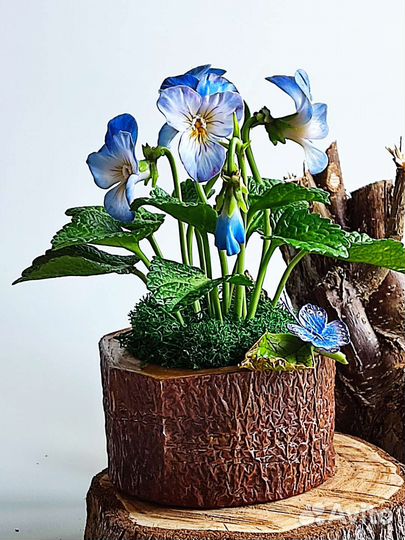 Лесные фиалки