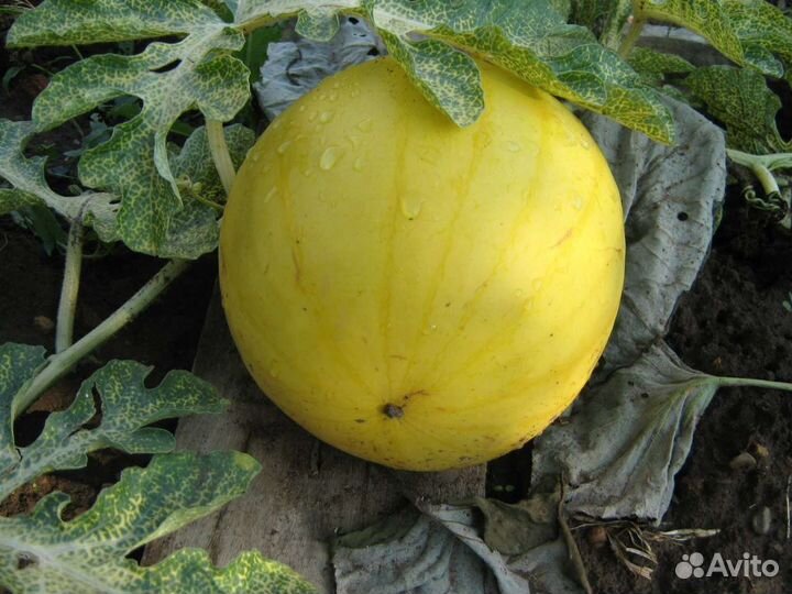 Семена арбуза