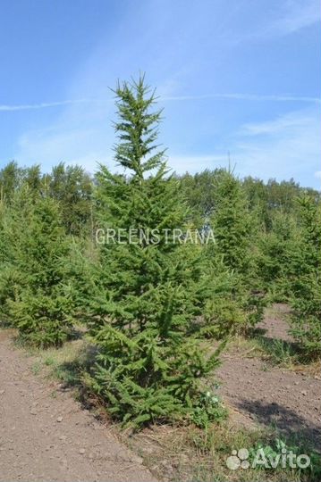 Лиственница европейская Larix decidua/200-220 см