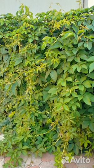 Дикий виноград / девичий виноград