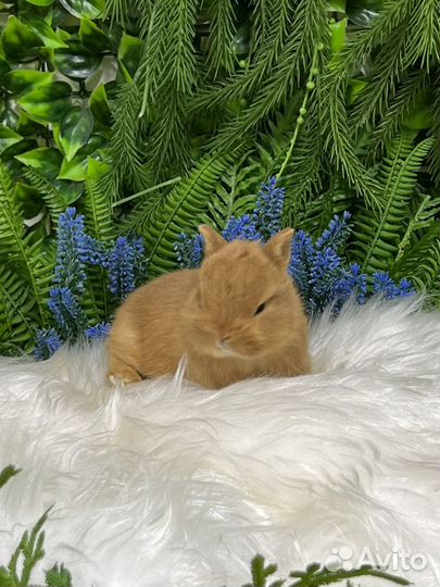 Царский кролик карликовый