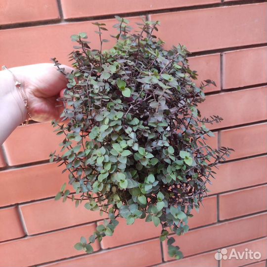 Кализия Зеленая Мелколистная