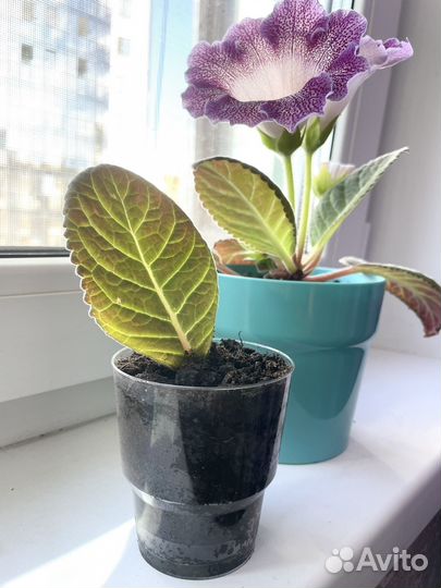 Глоксиния укорененный лист