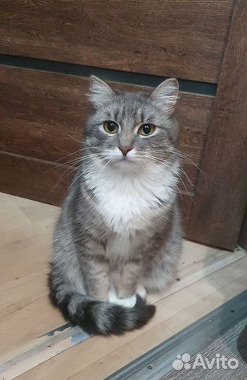 Кошка Веста