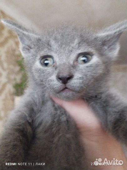 Котята сфинкс браш