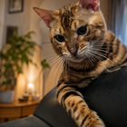 Бенгальский кот, вязка