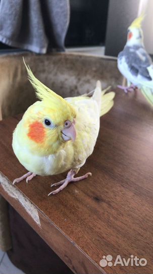 Попугай корелла