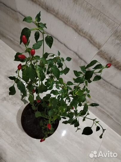 Перчик комнатный декоративный