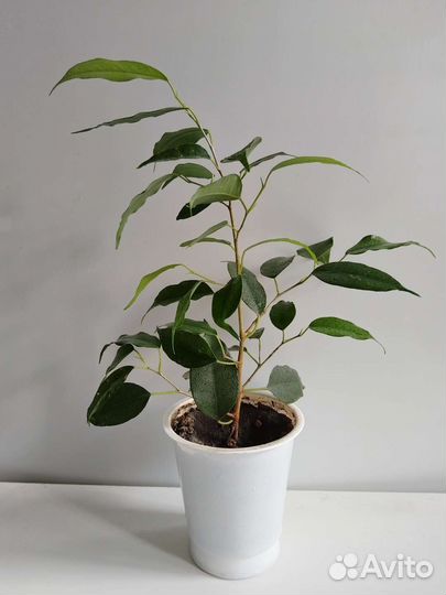 Фикус бенджамина