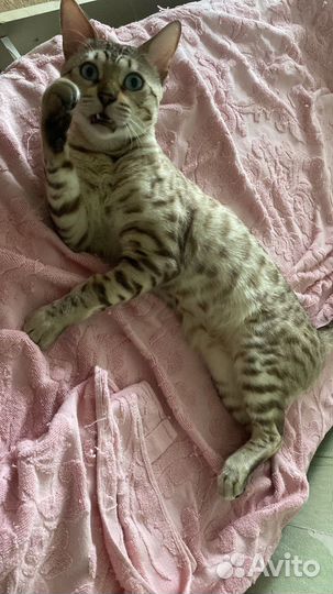 Кот Бенгал