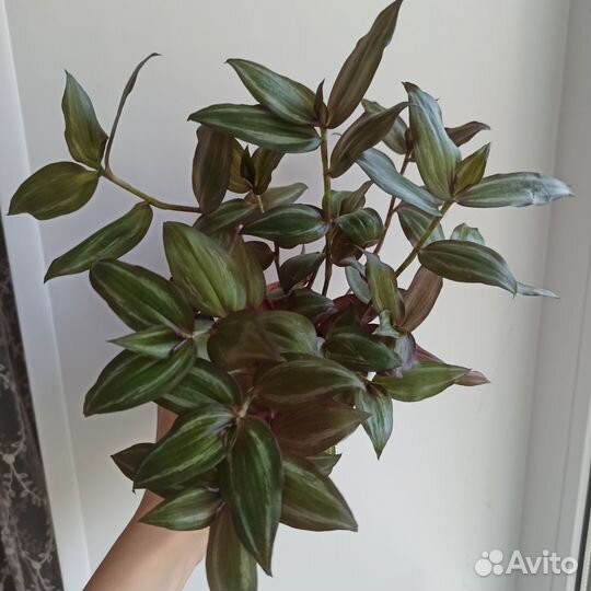 Шесть традесканций в одни руки