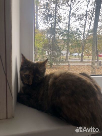 Кошечка в добрые руки