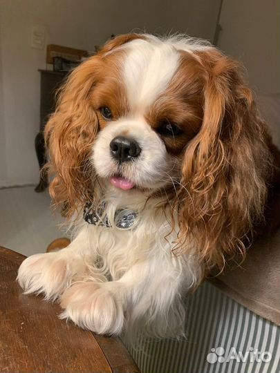 Выгул собак