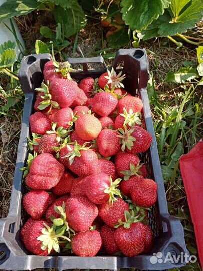 Клубника, рассада