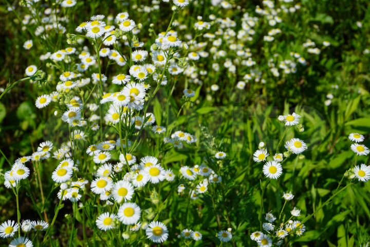 Участок 6 сот. (ИЖС)