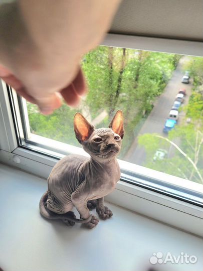 Мальчик котенок канадский сфинкс