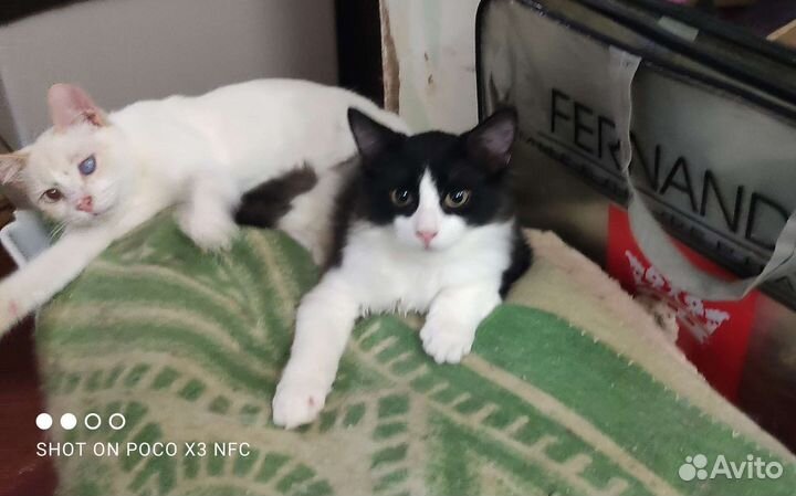 Котик Яшка, очень ласковый малыш