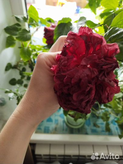 Все-гибискус махровый,розебудная герань,кроссандра