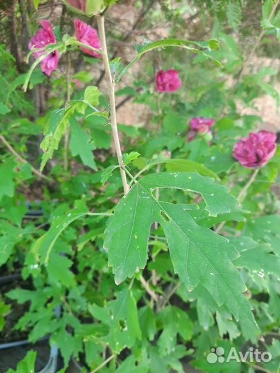 Многолетние садовые растения