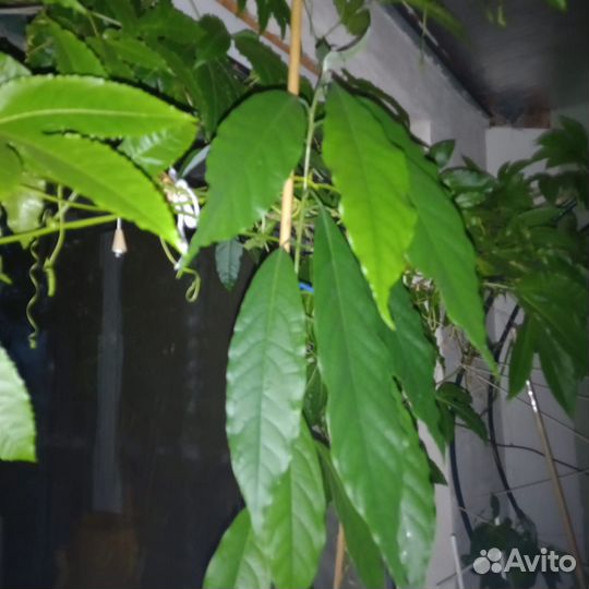 Мушмула японская, лонган, фейхоа, личи, авокадо