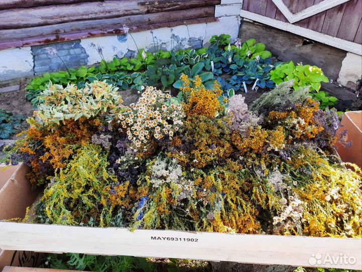 Лечебные травы